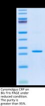 Cynomolgus C-Reactive Protein /CRP Protein (CRP-CM102)