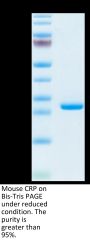 Mouse C-Reactive Protein/CRP Protein (CRP-MM101)