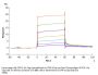 Cynomolgus M-CSF R/CSF1R/CD115 Protein (CSF-CM11R)