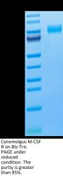Cynomolgus M-CSF R/CSF1R/CD115 Protein (CSF-CM11R)