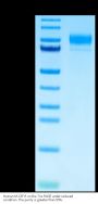Human M-CSF R/CSF1R/CD115 Protein (CSF-HM01R)