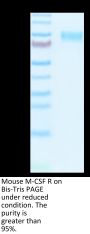 Mouse M-CSF R/CSF1R/CD115 Protein (CSF-MM11R)