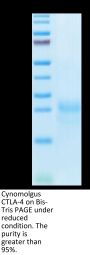 Cynomolgus CTLA-4/CD152 Protein (CTL-CM141)