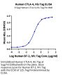 Human CTLA-4/CD152 Protein (CTL-HM141)