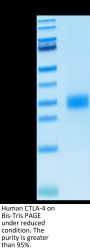 Human CTLA-4/CD152 Protein (CTL-HM141)