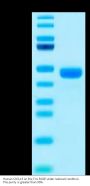 Human CXCL13/BCA-1 Protein (CXC-HM213)