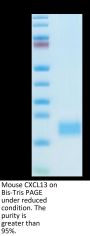 Mouse CXCL13/BCA-1 Protein (CXC-MM113)