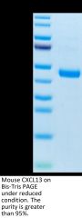Mouse CXCL13/BCA-1 Protein (CXC-MM213)
