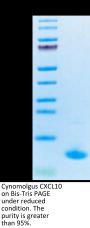 Cynomolgus CXCL10 Protein (CXL-CE110)