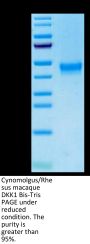 Cynomolgus/Rhesus macaque DKK1 Protein (DKK-CM101)