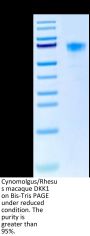 Cynomolgus/Rhesus macaque DKK1 Protein (DKK-CM301)