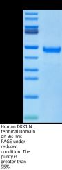 Human DKK1 N terminal Domain Protein (DKK-HM31N)