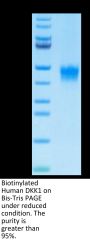 Biotinylated Human DKK1 Protein (DKK-HM401B)