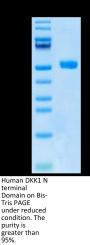 Human DKK1 N terminal Domain Protein (DKK-HM50N)