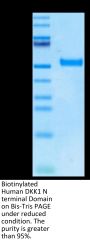 Biotinylated Human DKK1 N terminal Domain Protein (DKK-HM50NB)