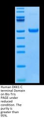 Human DKK1 C terminal Domain Protein (DKK-HM51C)