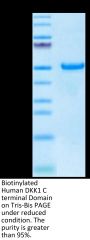 Biotinylated Human DKK1 C terminal Domain Protein (DKK-HM51CB)