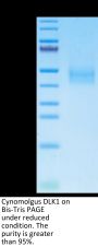 Cynomolgus DLK1 Protein (DLK-CM101)