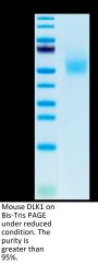 Mouse DLK1 Protein (DLK-MM101)