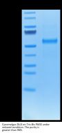 Cynomolgus DLL3 Protein (DLL-CM103)