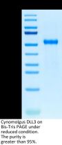 Cynomolgus DLL3 Protein (DLL-CM113)