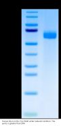 Human DLL4 Protein (DLL-HM004)