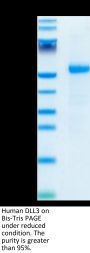 Human DLL3 Protein (DLL-HM103)