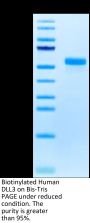Biotinylated Human DLL3 Protein (Primary Amine Labeling) (DLL-HM103B)