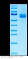 Human DLL4 Protein (DLL-HM104)