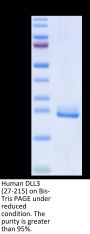 Human DLL3 (27-215) Protein (DLL-HM13D)
