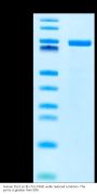 Human DLL3 Protein (DLL-HM203)