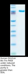 Human DLL4 Protein, Ultra Low Endotoxin (DLL-HM204-UL)