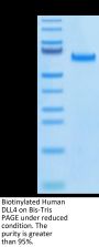 Biotinylated Human DLL4 Protein (DLL-HM404B)