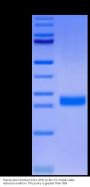 Human DLL3 Domain (311-479) Protein, Ultra Low Endotoxin (DLL-HM4D1-UL)