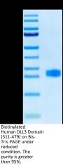 Biotinylated Human DLL3 Domain (311-479) Protein (DLL-HM4D1B)