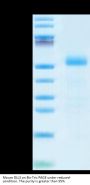Mouse DLL3 Protein (DLL-MM103)