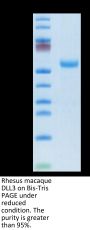 Rhesus macaque DLL3 Protein (DLL-RM103)