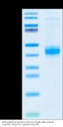Biotinylated Human DR3/TNFRSF25 Protein (DR3-HM401B)