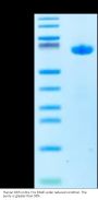 Human DR3/TNFRSF25 Protein (DR3-HM603)