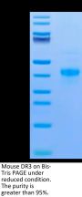 Mouse DR3/TNFRSF25 Protein (DR3-MM101)
