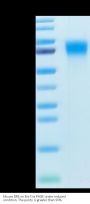 Mouse DR6/TNFRSF21 Protein (DR6-MM101)