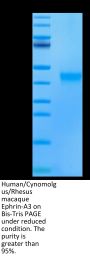 Human/Cynomolgus/Rhesus macaque Ephrin-A3/EFNA3 Protein (EFN-CM1A3)