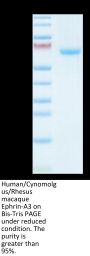 Human/Cynomolgus/Rhesus macaque Ephrin-A3/EFNA3 Protein (EFN-HM2A3)