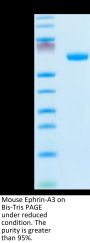 Mouse Ephrin-A3/EFNA3 Protein (EFN-MM2A3)