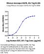 Rhesus macaque EGFR/HER1 Protein (EGF-CM101)