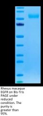 Rhesus macaque EGFR/HER1 Protein (EGF-CM101)