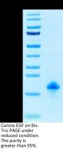 Canine EGF Protein (EGF-DE101)