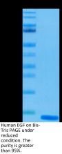 Human EGF Protein (EGF-HE001)