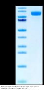 FITC-Labeled Human EGFR/HER1 Protein (EGF-HM401F)