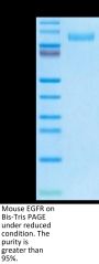 Mouse EGFR/HER1 Protein, Ultra Low Endotoxin (EGF-MM101-UL)